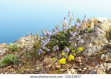 Sea landscape with natural wild flowers on forefront and sea background