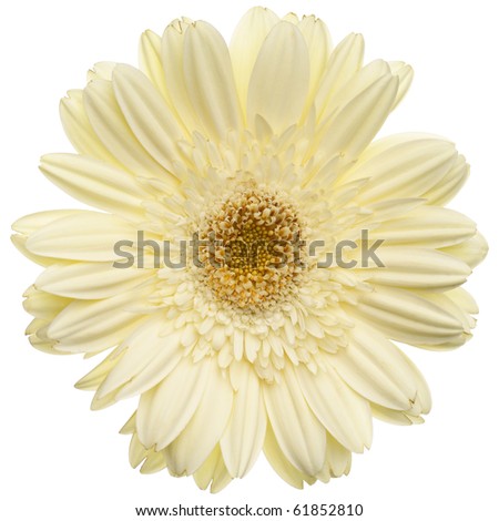 Daisy+flower+white+background