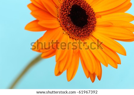Orange daisy-gerbera flower with stem against a soft blue background