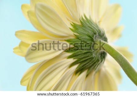White daisy-gerbera flower with stem against a soft blue background