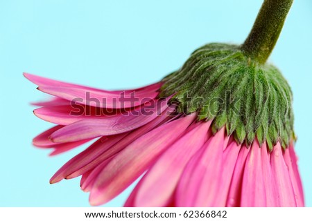 Daisy+flower+with+stem