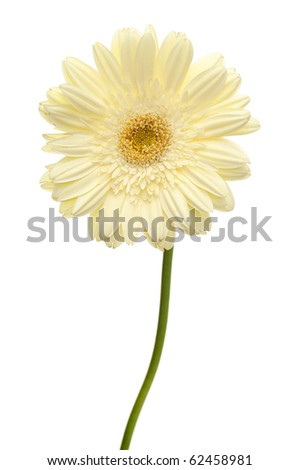 Daisy+flower+with+stem