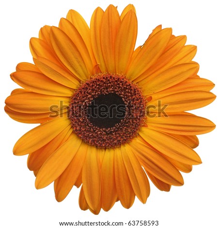 Daisy+flower+white+background