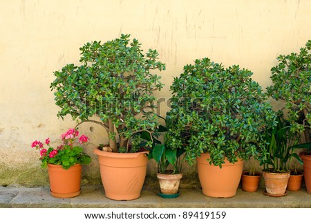 Row of pots with crassula and red geranium flowers on a yellow wall background. The location is an small town in the middle of the Cilento and Vallo di Diano National Park (Campania, Italy).