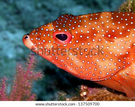 A head shot of a bright red coral cod fish, or grouper fish, taken whilst diving off the Turks and Caicos Islands