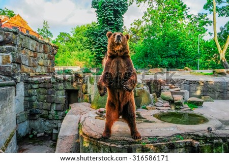 Brown bear (Ursus arctos) standing, front view