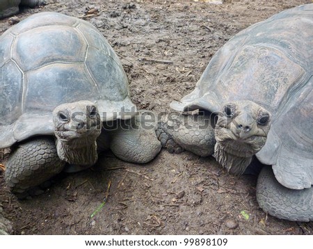 Two Giant Turtles on Seychelles, Indian Ocean, Africa
