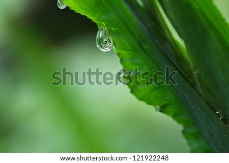 The clear water drops on the green leaf, environmental concept, think earth