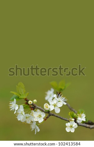Spring cherry blossoms on green background