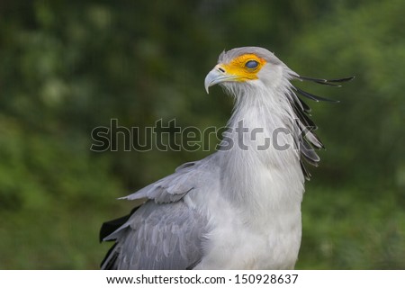 Secretary Bird (Sagittarius Serpentarius)