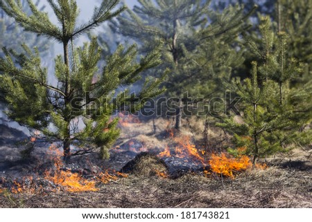 Wild bush vegetation in fire