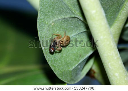 The jumping spider eating insects.