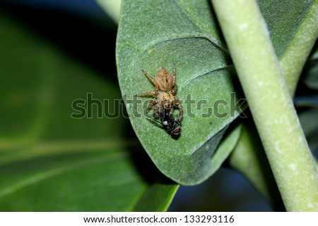 The jumping spider eating insects.