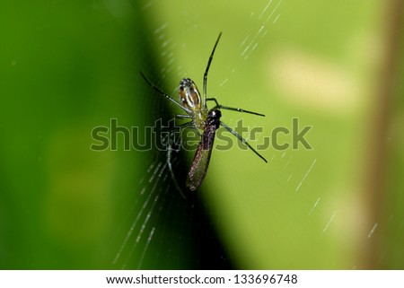 Spider is eating insect