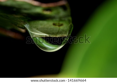 A drop of dew on a leaf