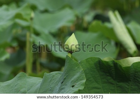 lotus in the lotus pond
