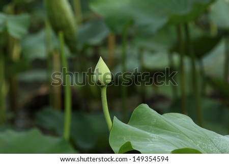 lotus in the lotus pond