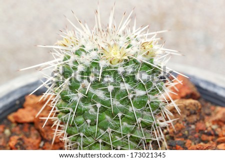 Close up of shaped cactus with long thorns and flowers.