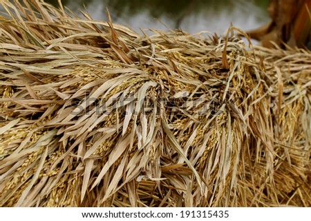 close-up of rice straw and rice grain in rice field.