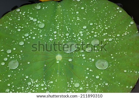 water drop on lotus leaf