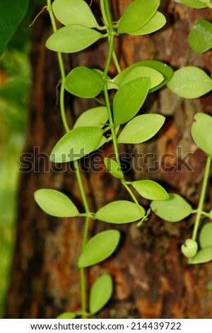 Green creeper plant (Dischidia nummularia Variegata)