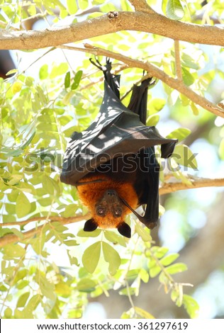 Deep sleep of Bat Lyle\'s flying fox (Pteropus lylei)