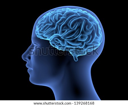 The Human Body - Brain