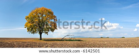 lonely tree panorama