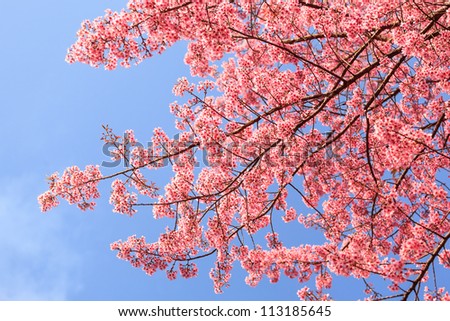 Beautiful cherry blossom, Chiang Mai, Thailand