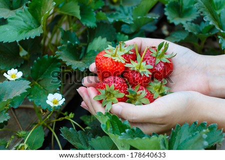 Fresh strawberries handpicked from a strawberry farm