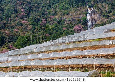 Cascade greenhouse plant with waterfall background, Royal Project , Doi Inthanon, Chiang Mai, Thailand