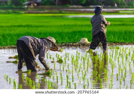 Thai farmer growing young rice in field, Thailand