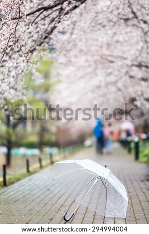 Selected focus on transparent  umbrella on Cherry Blossom Path at Lake Kawaguchi, Japan