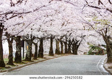 Cherry Blossom Path in beautiful Garden in spring, Joyama Park, Matsumoto, Japan (selected focused on tree at middle of path)
