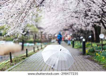Selected focus on transparent  umbrella on Cherry Blossom Path at Lake Kawaguchi, Japan