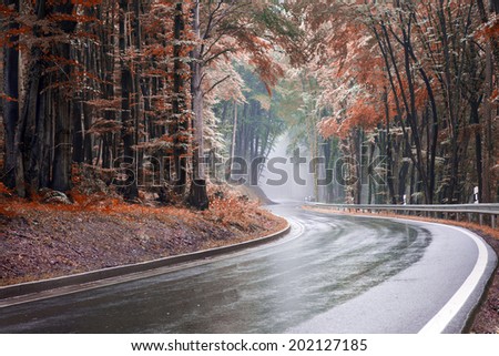 Image of a winding road through a forest  leading into a tunnel of fog edited in autumn colours with a toned look
