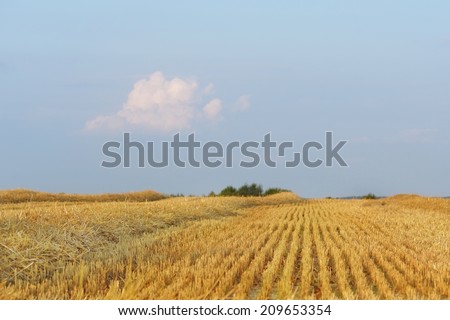 Image showing lines of freshly cut wheat leading into a blue sky background with a single fluffy cloud
