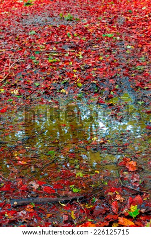 Image of a vibrant colourfu puddle in the middle of a hiking trail surrounded by red leaves