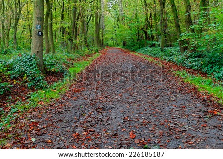 A colourful vibrant image of a hiking trail in the woods with fallen red leaves as autumn fast approaches