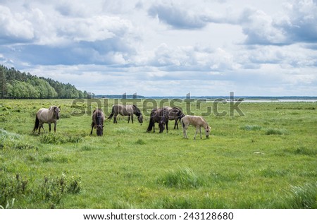 Herd of horses grazing in a meadow. Green pastures of horse farms. Country summer landscape.