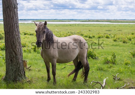 Herd of horses grazing in a meadow. Green pastures of horse farms. Country summer landscape.