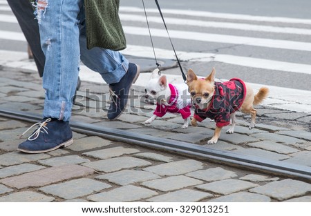 Chihuahua dogs close together to owner walking with leash outside at the park as friends