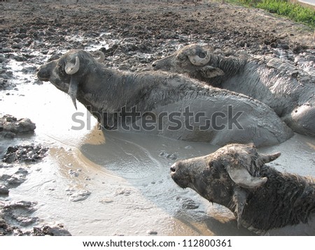 Buffaloes in a mud pit