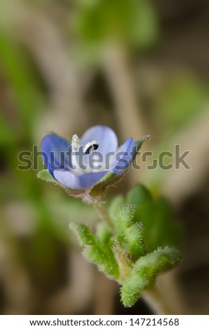 Little blue flower against dark green background
