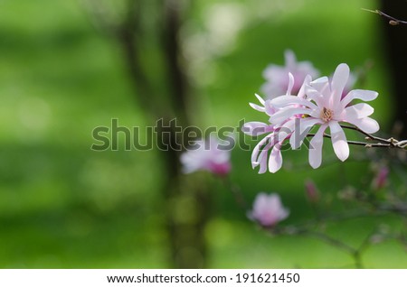 Pink spring flowers against green background