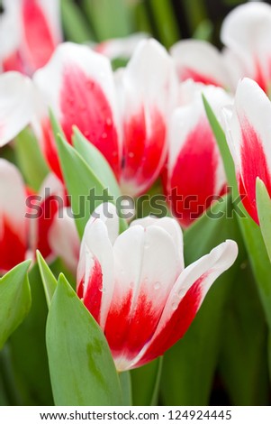 Red white tulip flowers