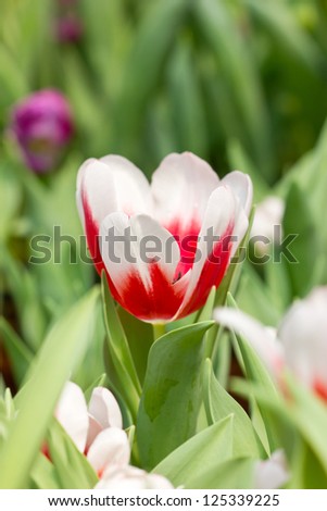 Red white tulip flowers