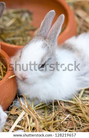 Young white bunny sitting on straw.