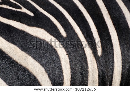 Grant\'s Zebra print (Equus Burcheli Boehmi)