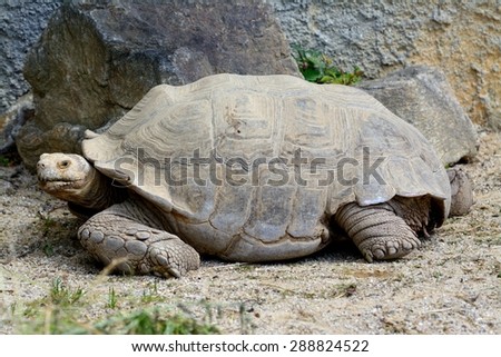 Leopard tortoise  (Stigmochelys pardalis)